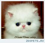персидские котята-дейси-беленькая с апельсиновыми глазками