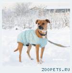 Метисик, молоденький, здоровый, можно вторым животным. В дар.