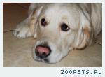 Бади - голден ретривер ищет семью