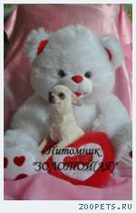 Купить щенка Чихуахуа