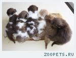 Британские котята редких окрасов