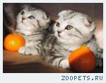 Шотландские вислоухие КОТИКИ