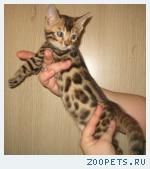 Бенгальские котята