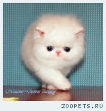 персидские и экзотические  котята