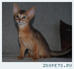 Абиссинские котята