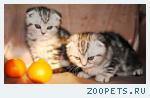 Шотландские вислоухие КОТИКИ