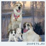 Продаю элитного щенка среднеазиатской овчарки