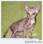 КОРНИШ-РЕКС кудрявые котята