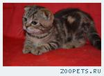 Элитные шотландские вислоухие и прямоухие котята мраморных окрас