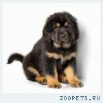 ЩЕНКИ  ТИБЕТСКОГО  МАСТИФА !
