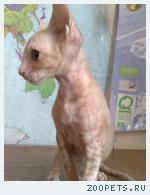 КОРНИШ-РЕКС кудрявые котята