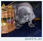 Кане корсо щенки из профессионального питомника РКФ
