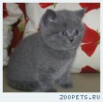 Элитные Британские котята