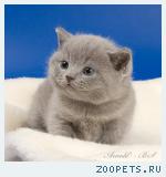 Британские мишутки - голубые британские котята.