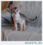 Абиссинские котята