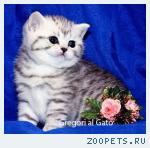 Британские плюшевые серебристые котята тебби "Вискас