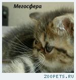 Экзотические плюшевые котята