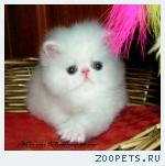 белоснежные котята-для истинных ценителей персов