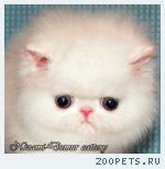 ДЕЙСИ - белоснежная персидская девочка с апельсиновыми глазками
