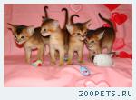 Продажа абиссинских котят дикого окраса