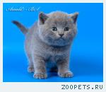 Шотландские короткошерстные котята