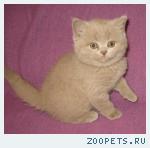 Британские котята