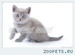 Британские котята голубого окраса.