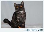 Котята-девочки шотландские страйт черный дым окраса.