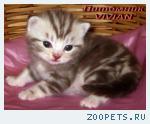 Британские мраморные котята из питомника VIVIAN.