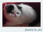 Котята - ЭКЗОТЫ