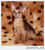 Абиссинские котята