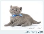 Британские котята голубые и лиловые.