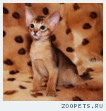 Абиссинские котята