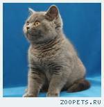 Британские котята питомника "Британская Симфония".