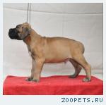 Щенки бульмастифа