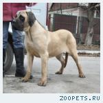 Щенки английского мастифа