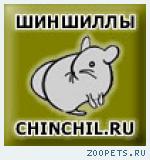 Продажи племенных шиншилл