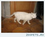 Найден белый кот в ошейнике