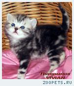 Британские мраморные котята из питомника VIVIAN.