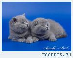 Шотландские короткошерстные котята