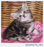 Британские мраморные котята из питомника VIVIAN.
