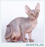 канадский сфинкс котята