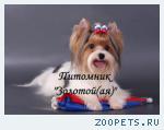 Бивер Йорк, Бивер, Биверы  Щенки