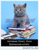 Голубые британские котята на продажу.
