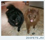 Шоколадный шпиц, коричневый щенок