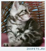 Британские мраморные котята из питомника VIVIAN.