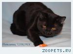 Кот британский короткошерстный черного окраса.