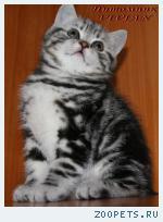 Британские мраморные котята из питомника VIVIAN.