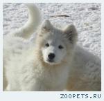 подрощенный щенок Самоеда (мальчик)