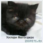 Черная экзотическая кошечка